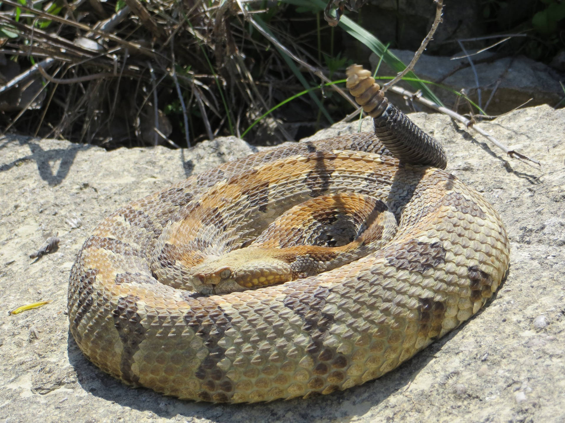 Timber Rattler Snake Daylight