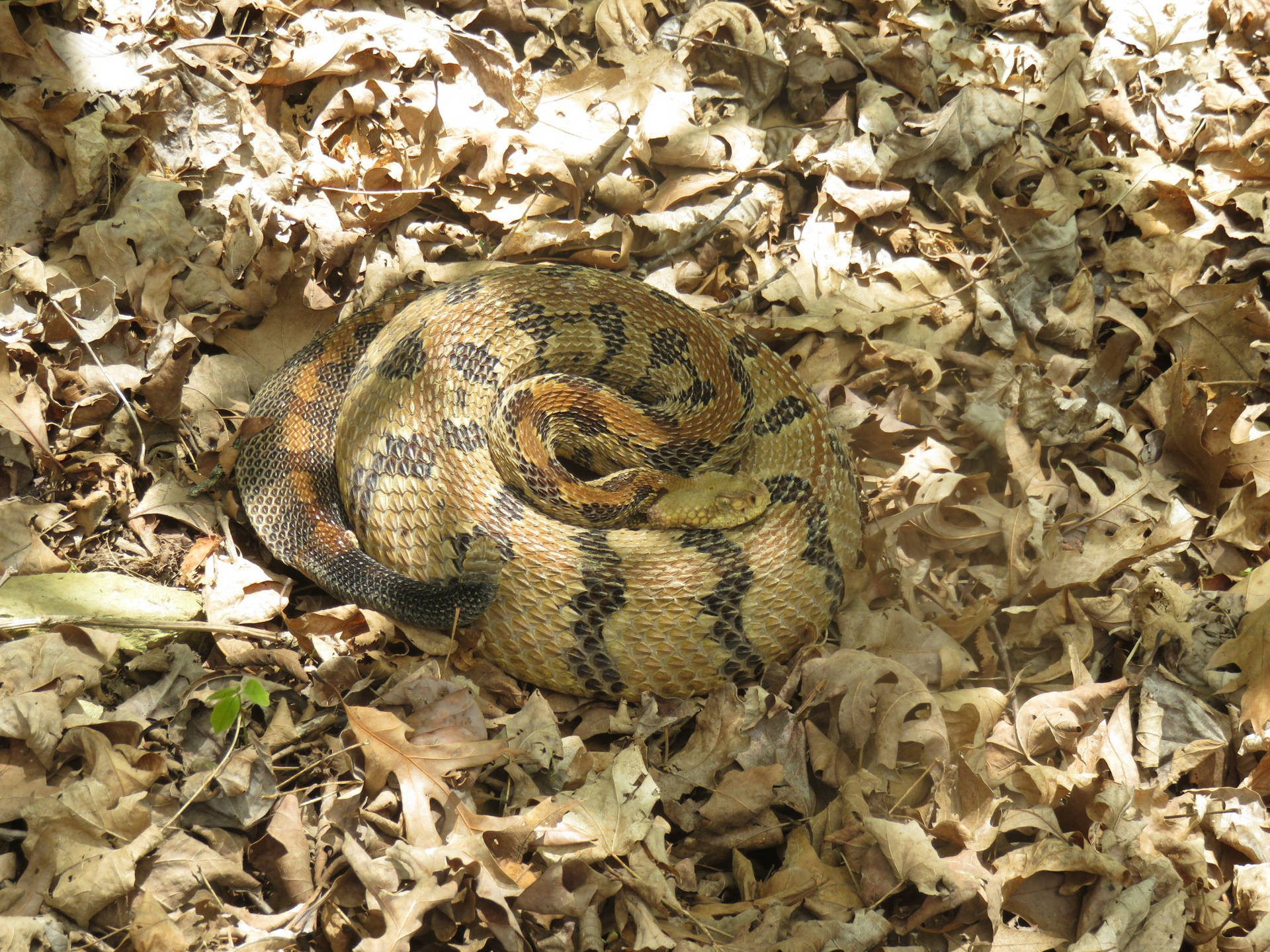 Timber Rattler Snake Dead Leaves Background