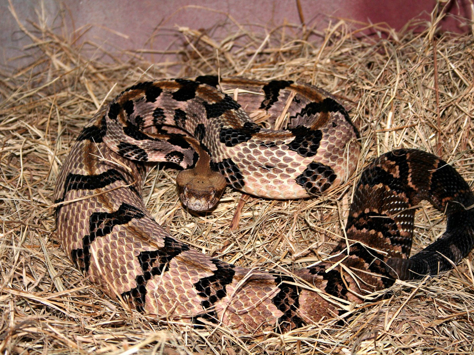 Timber Rattler Snake Dried Grass Background