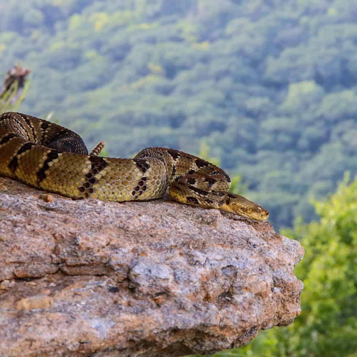 Timber Rattler Snake Mountain Rock Background