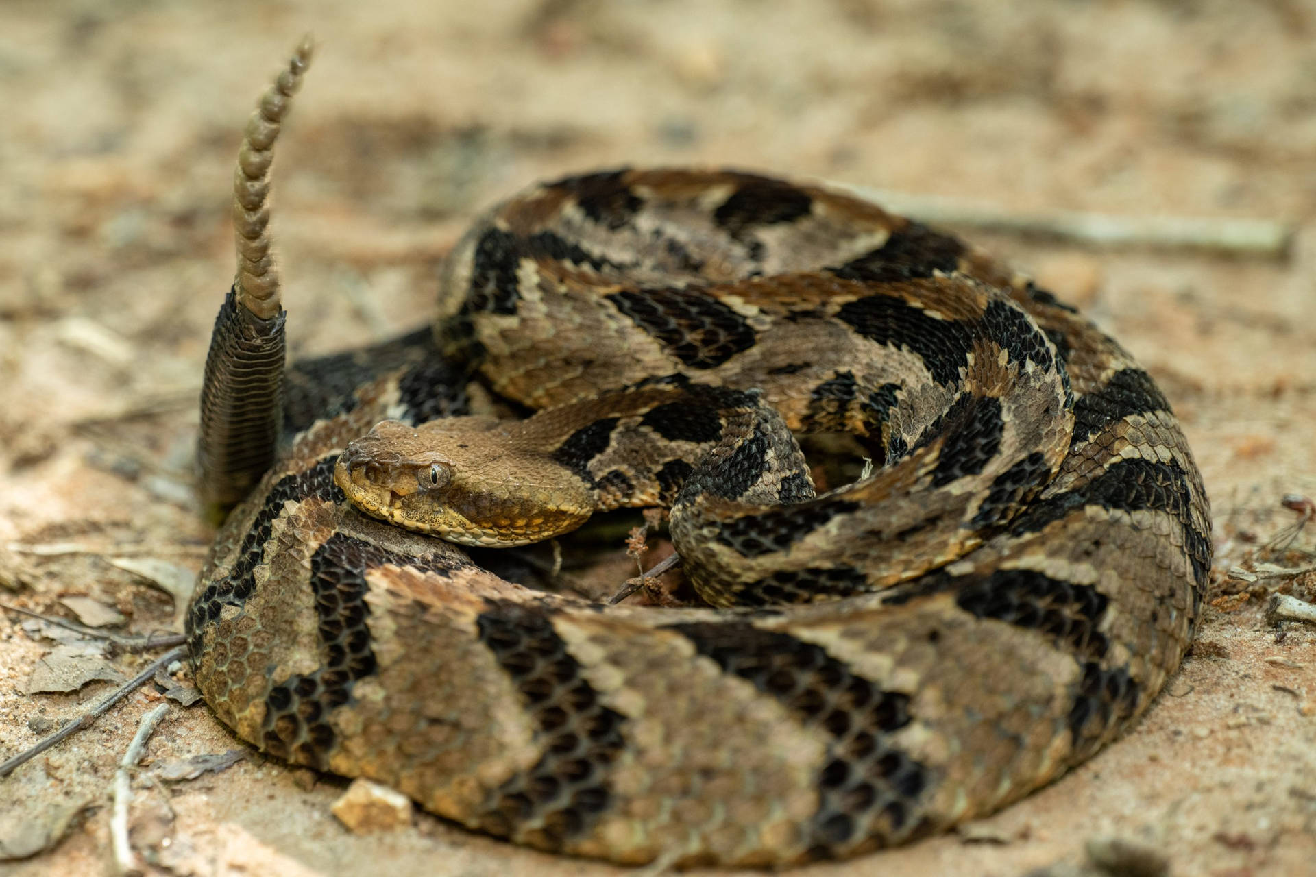 Timber Rattler Snake On A Lime Stone Background