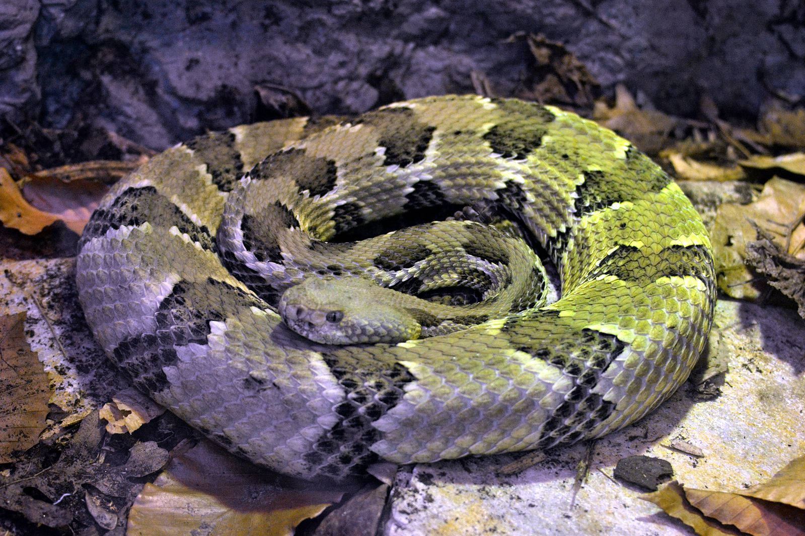 Timber Rattler Snake On Cement Path Background