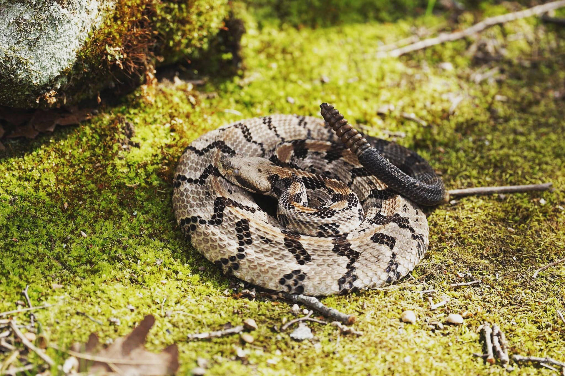 Timber Rattler Snake On Grassy Ground Background