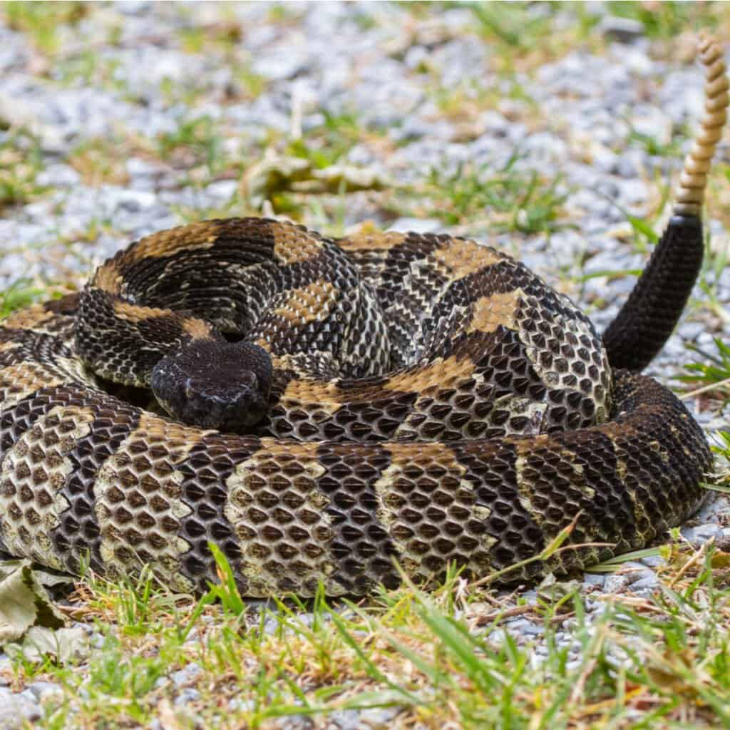 Timber Rattler Snake On Ground With Stones Background