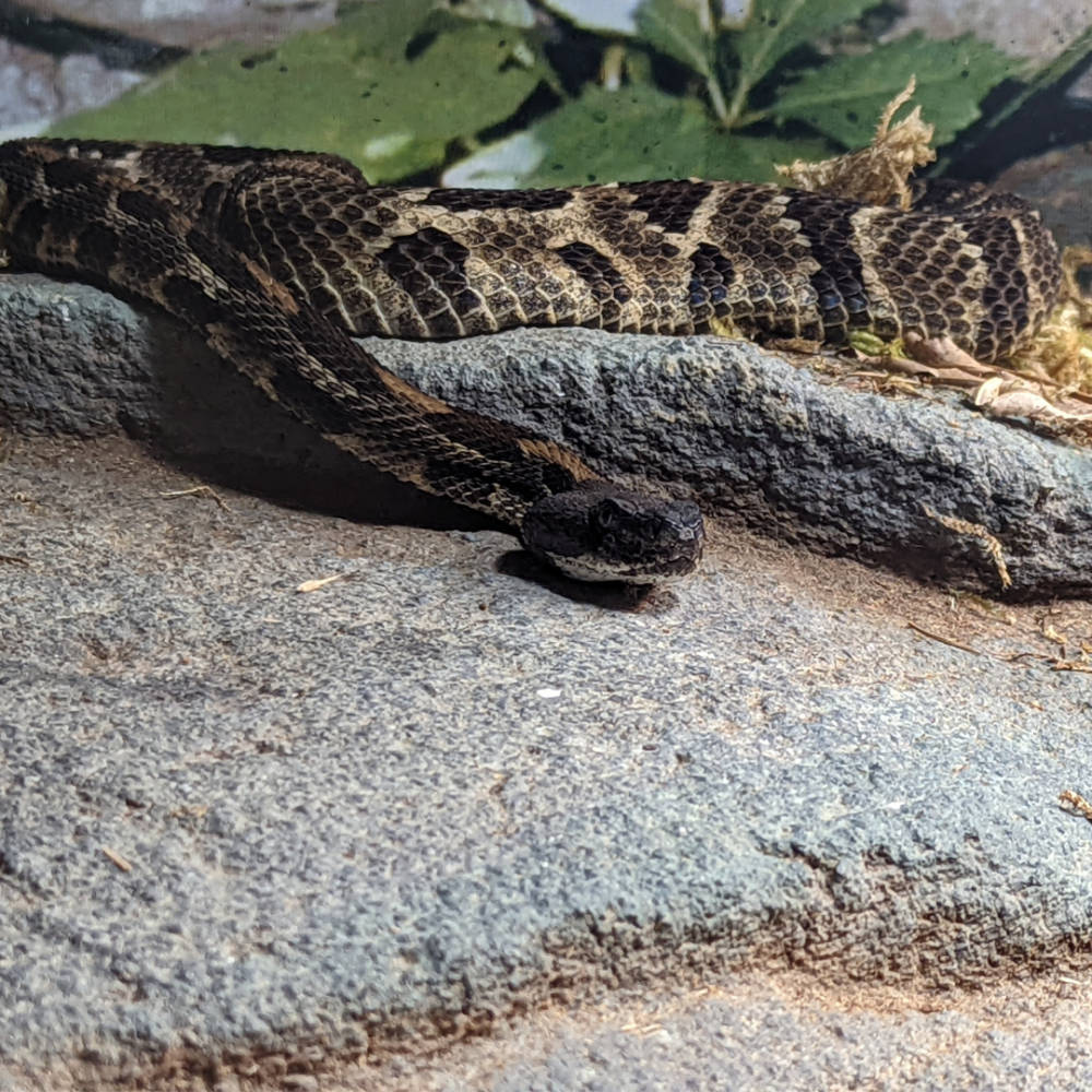 Timber Rattler Snake On Rock Background