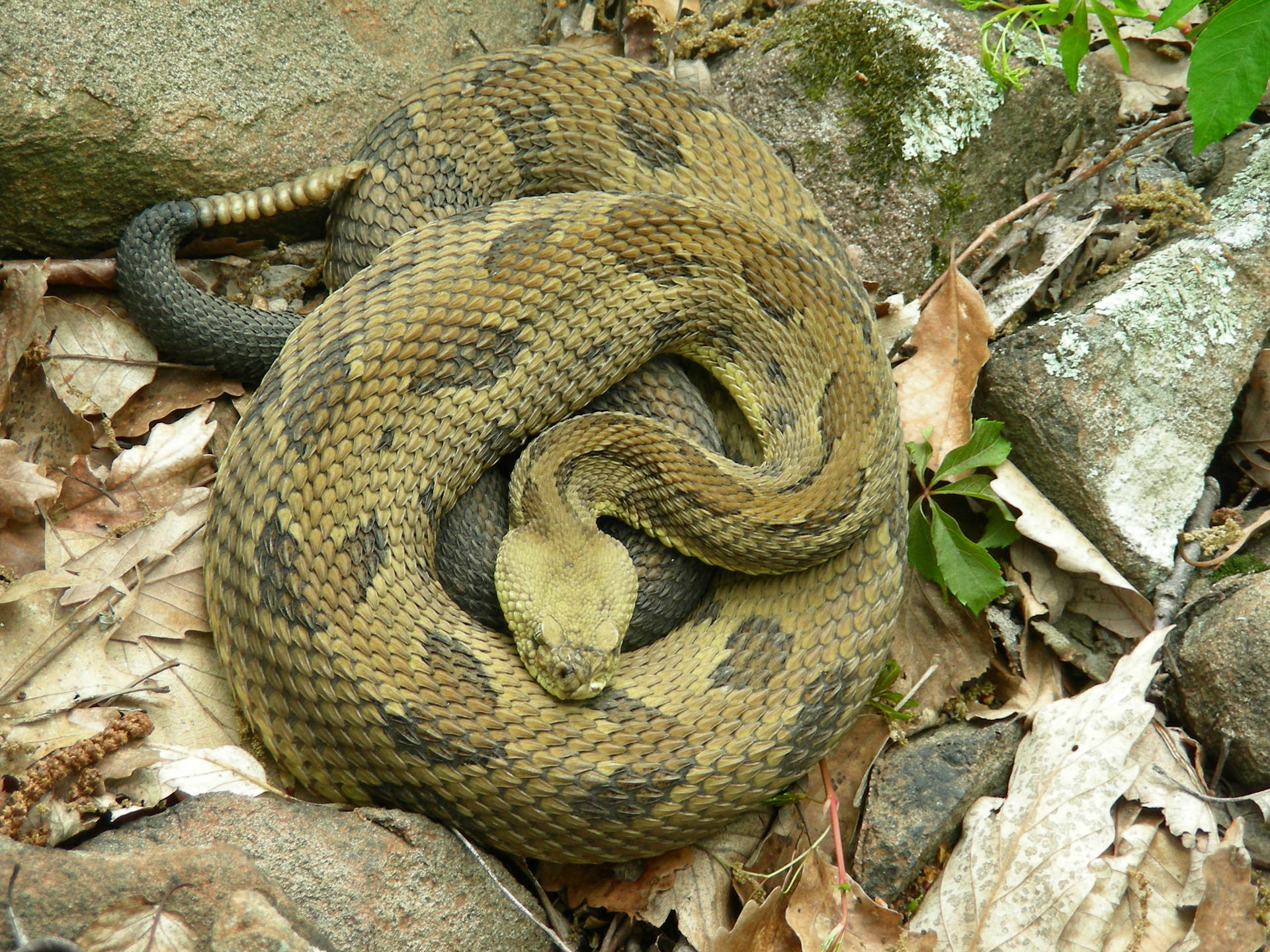 Timber Rattler Snake Rocky Dead Leaves Background