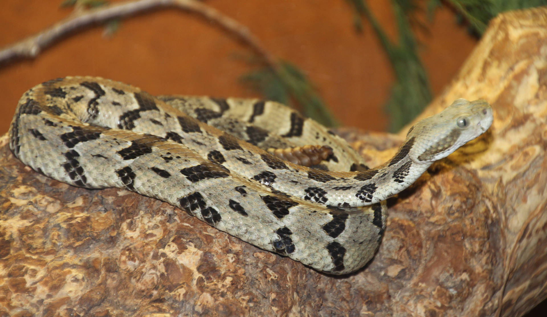 Timber Rattler Snake Tree Branch Background