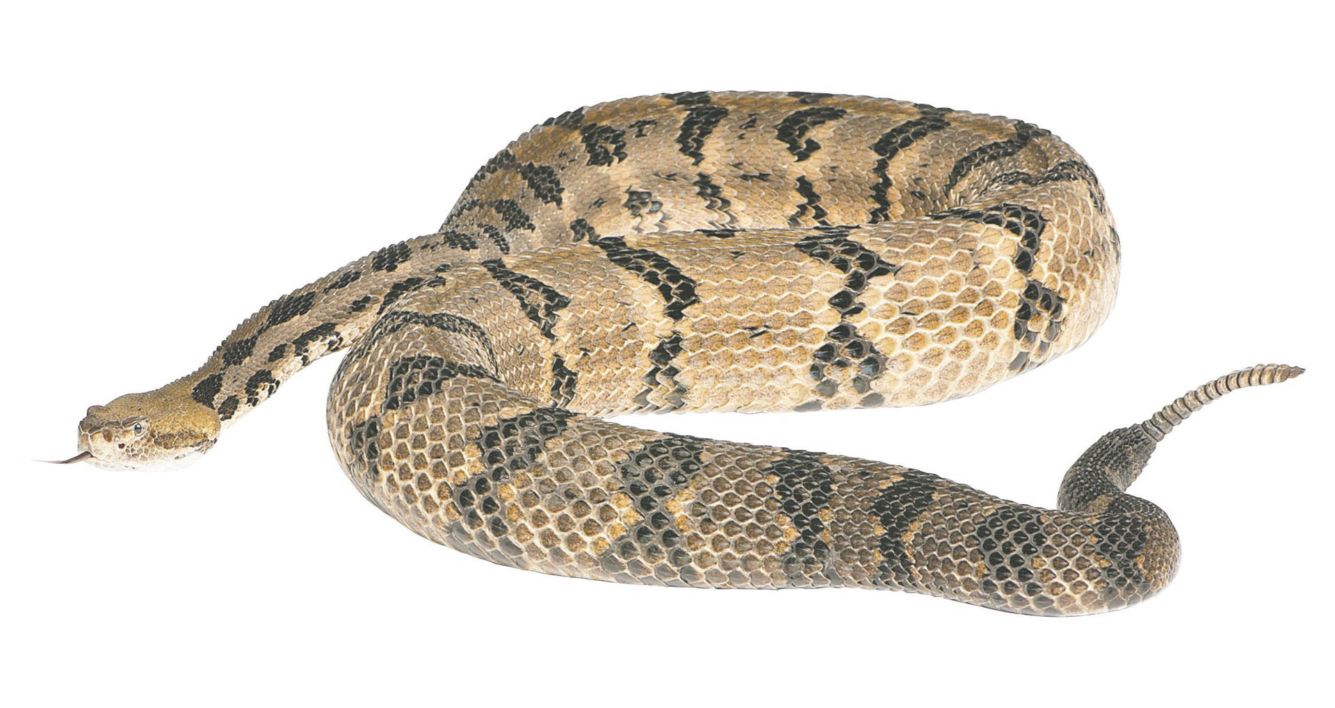 Timber Rattler Snake White Setting Background