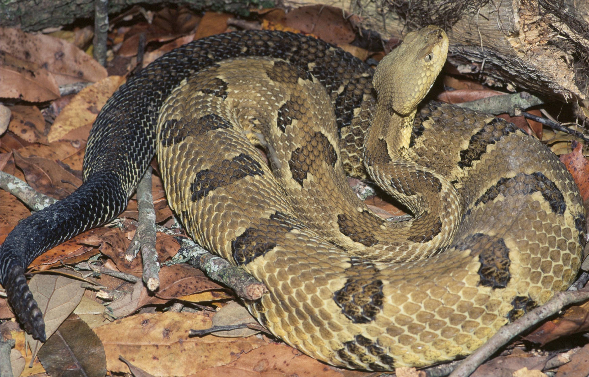 Timber Rattler Snake With Black Tail Background