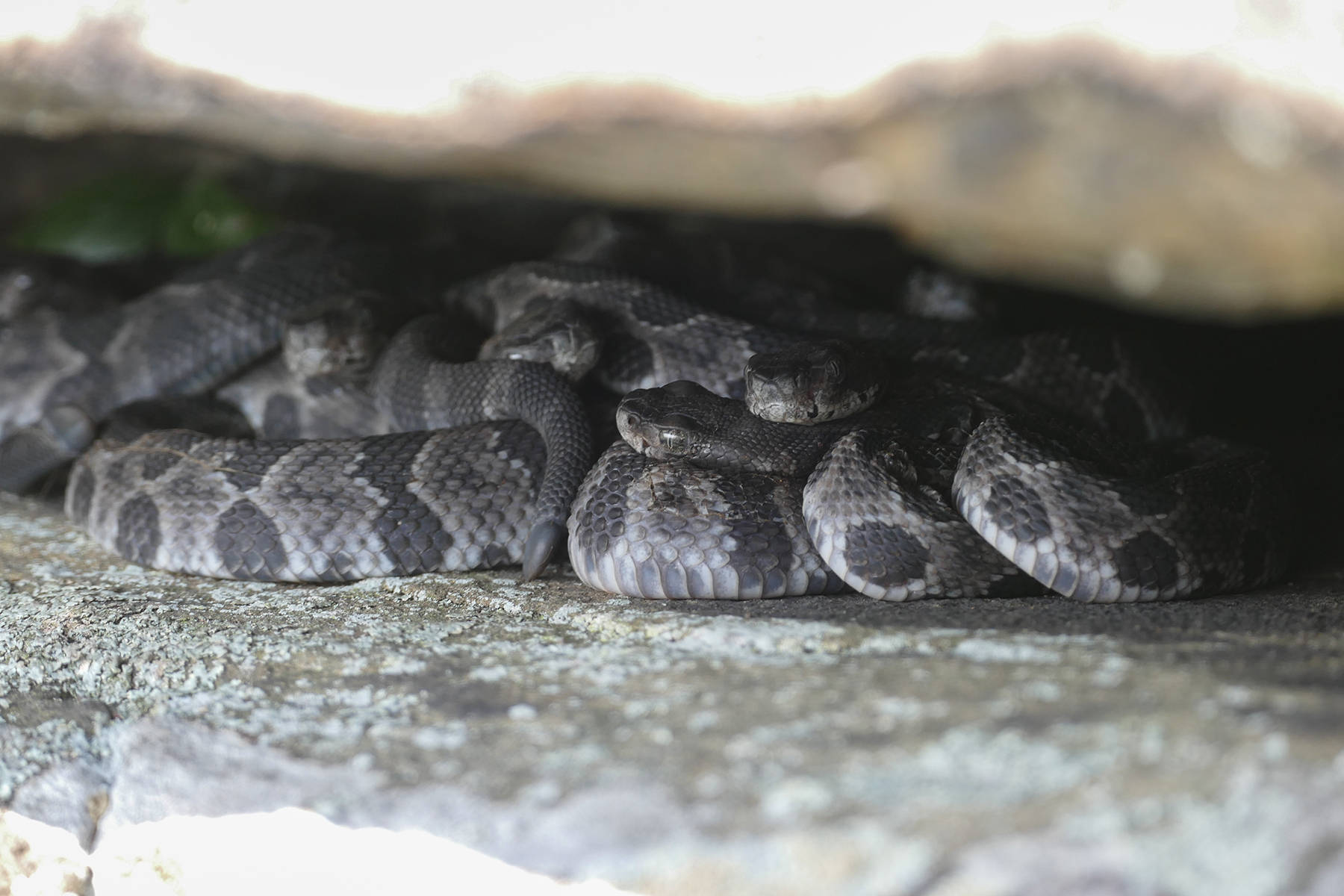 Timber Rattler Snakes Hiding On Rock Background