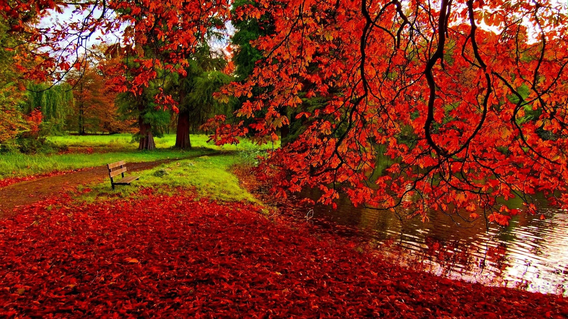 Time To Explore The Vibrant Beauty Of Fall Colors Background