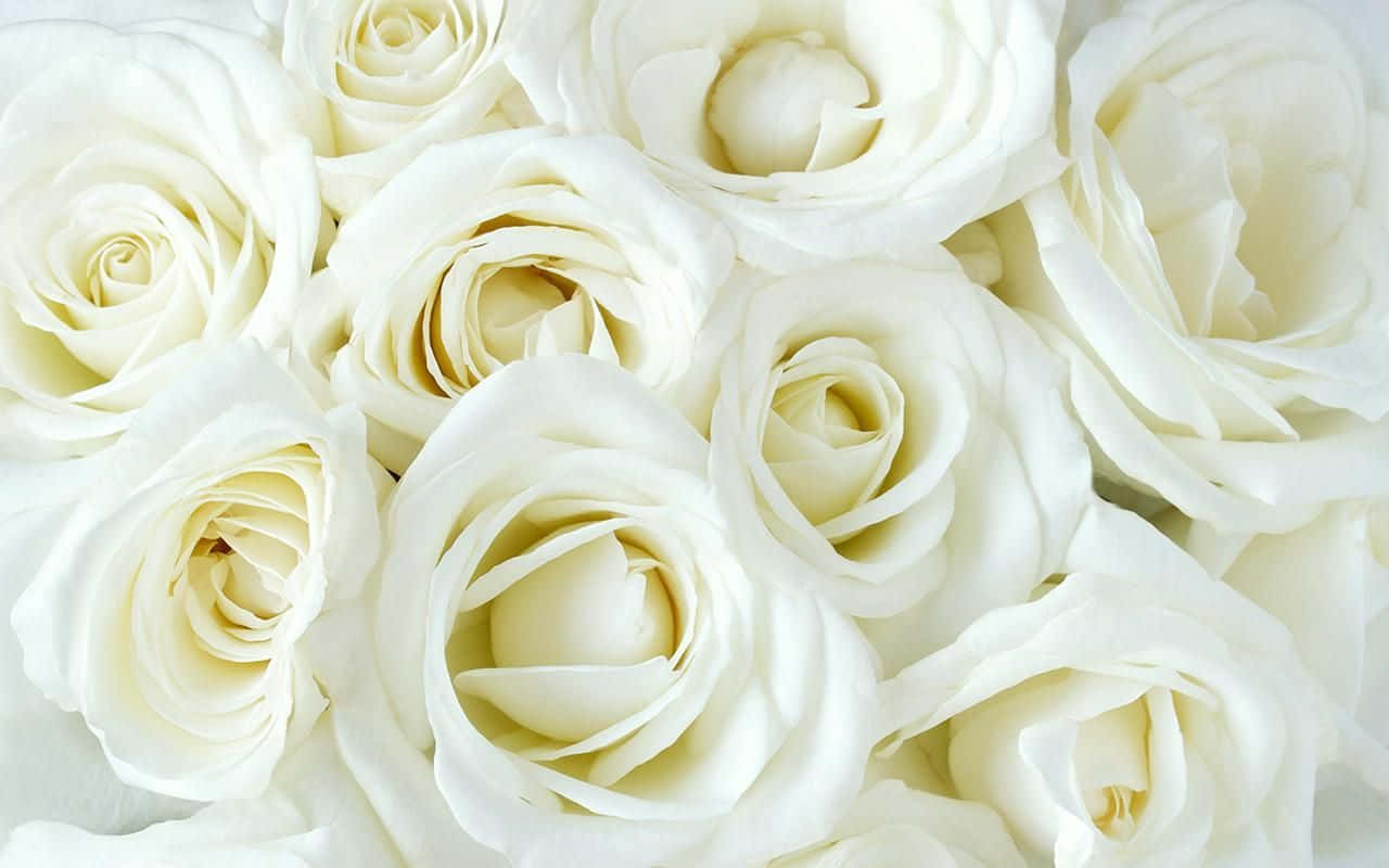 Timeless Beauty Of White Roses