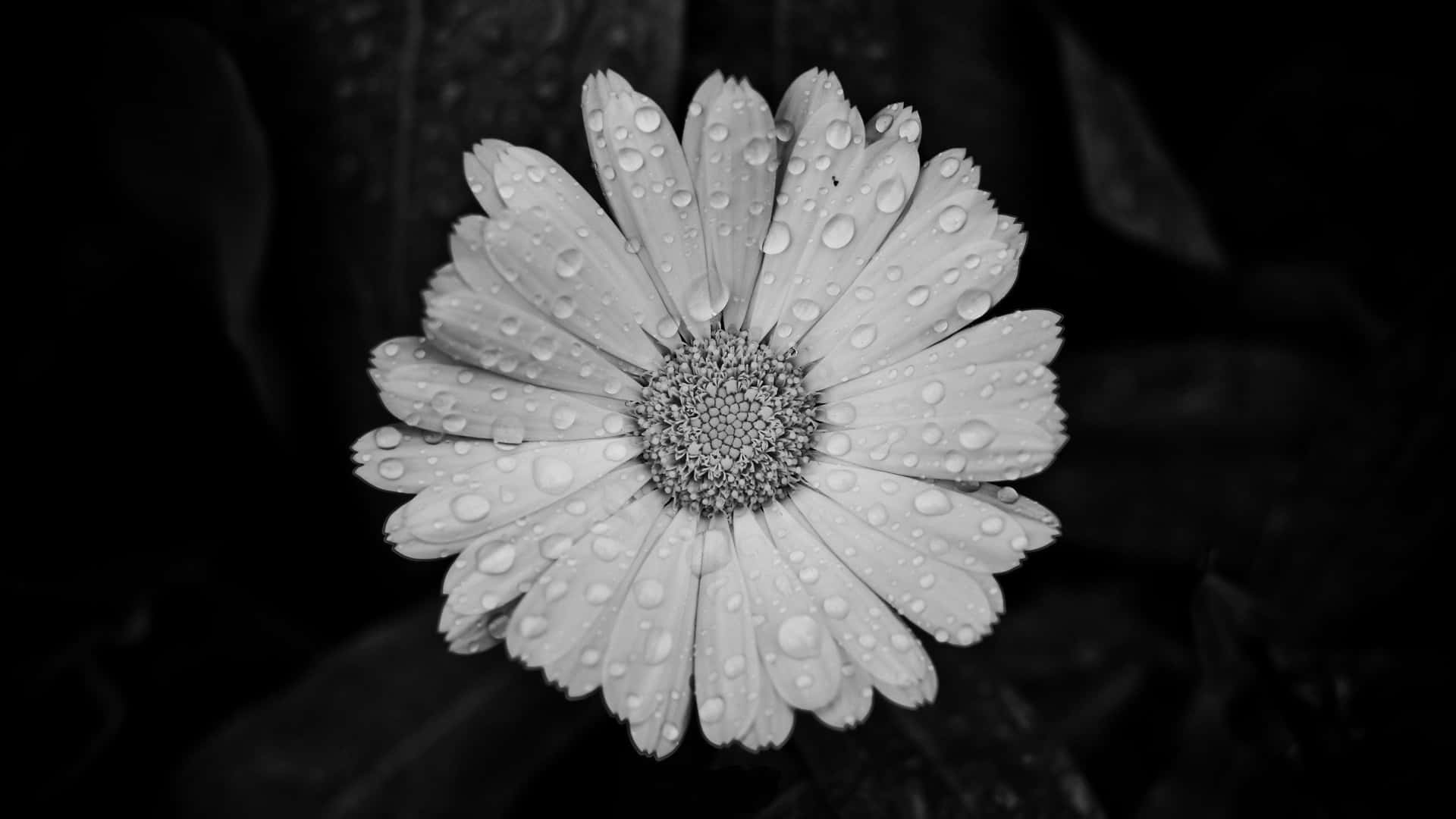 Timeless Elegance Of Black And White Color Background