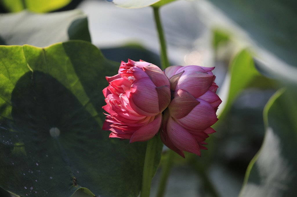 Tinh De Lotus Flower Background