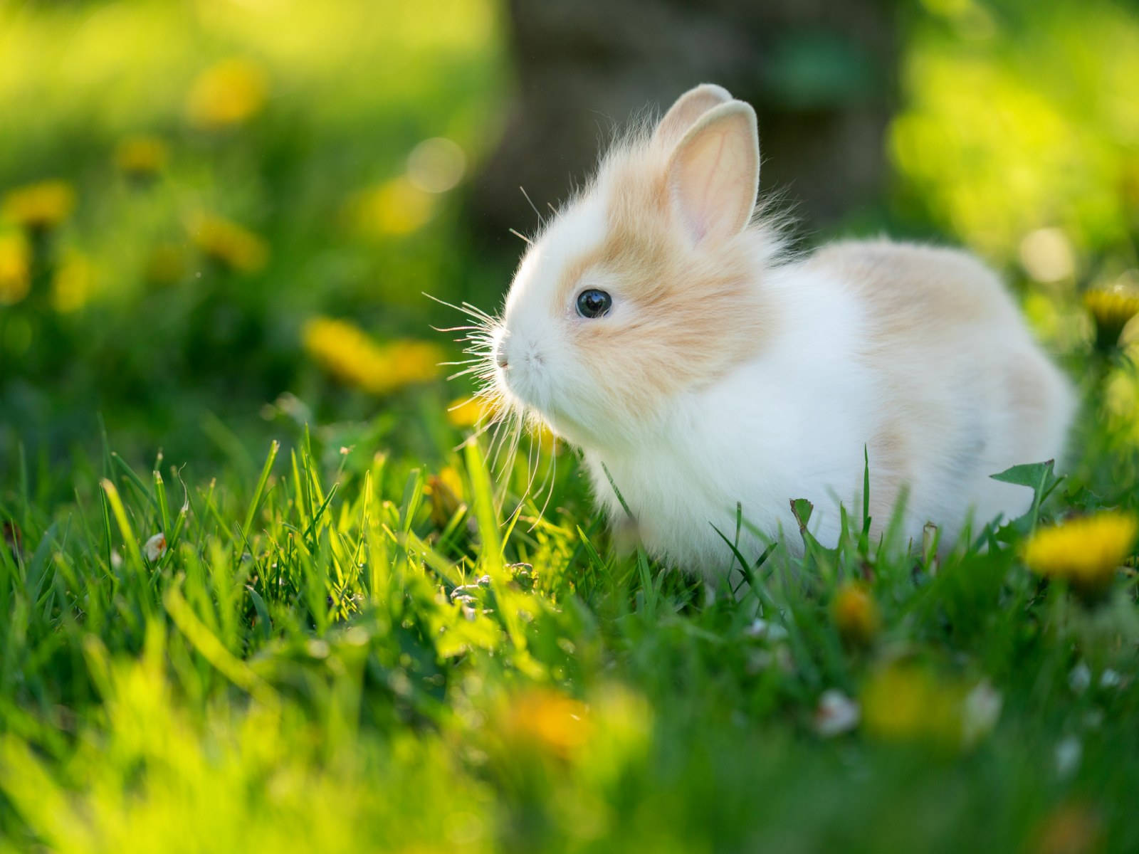 Tiny And Fluffy Baby Bunny