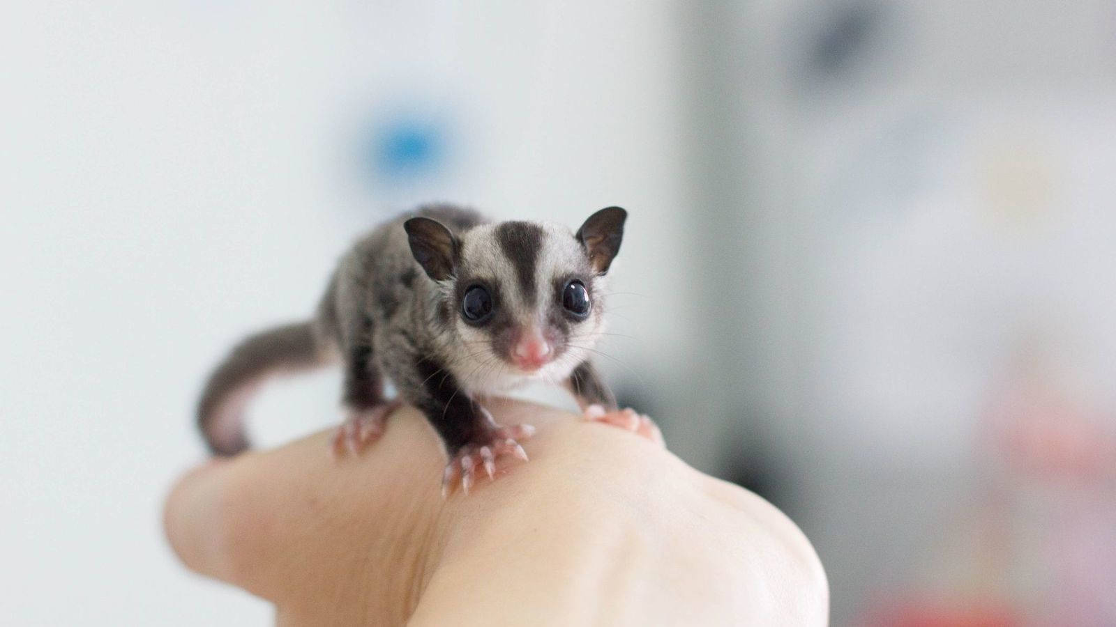 Tiny Baby Sugar Glider Background