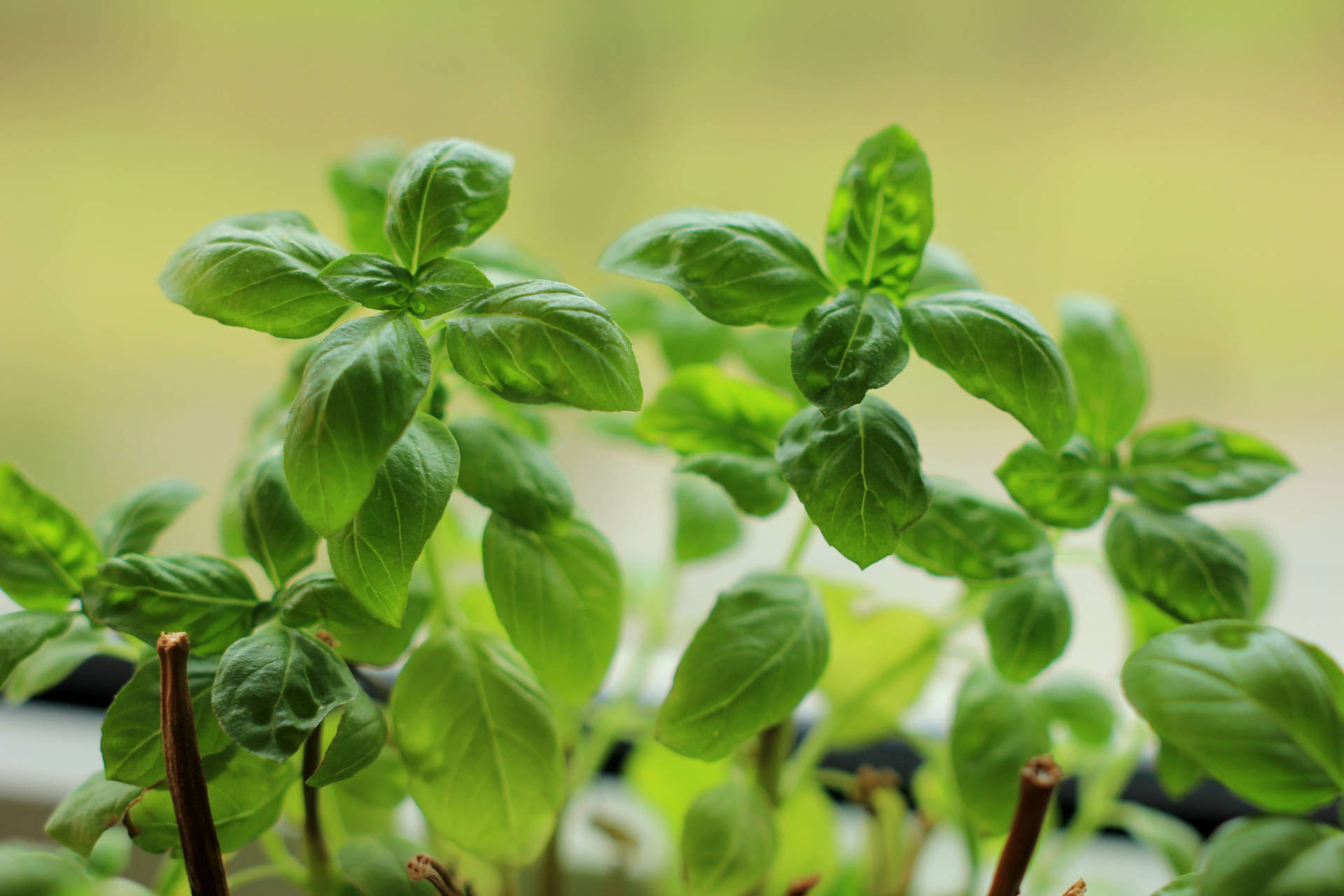 Tiny Basil Herb Plants Still