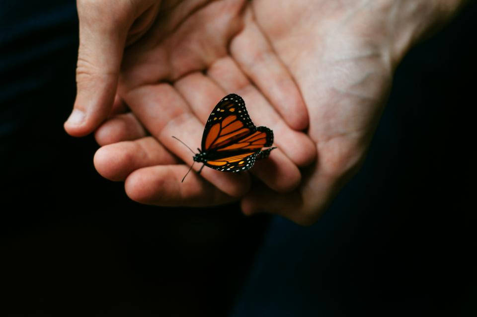 Tiny Beautiful Butterfly On Hand Background