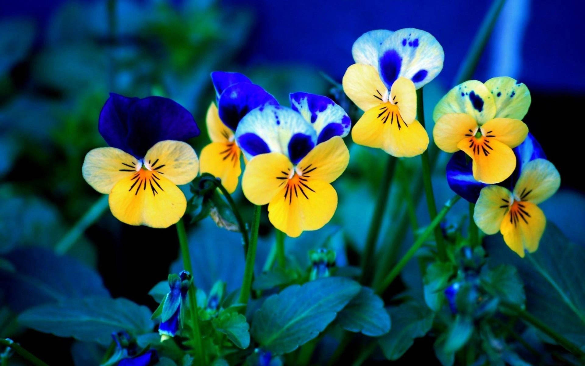 Tiny Blue And Yellow Pansy Background