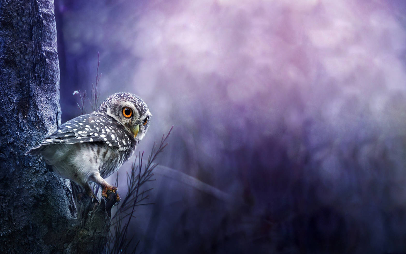 Tiny Blue Owl Background