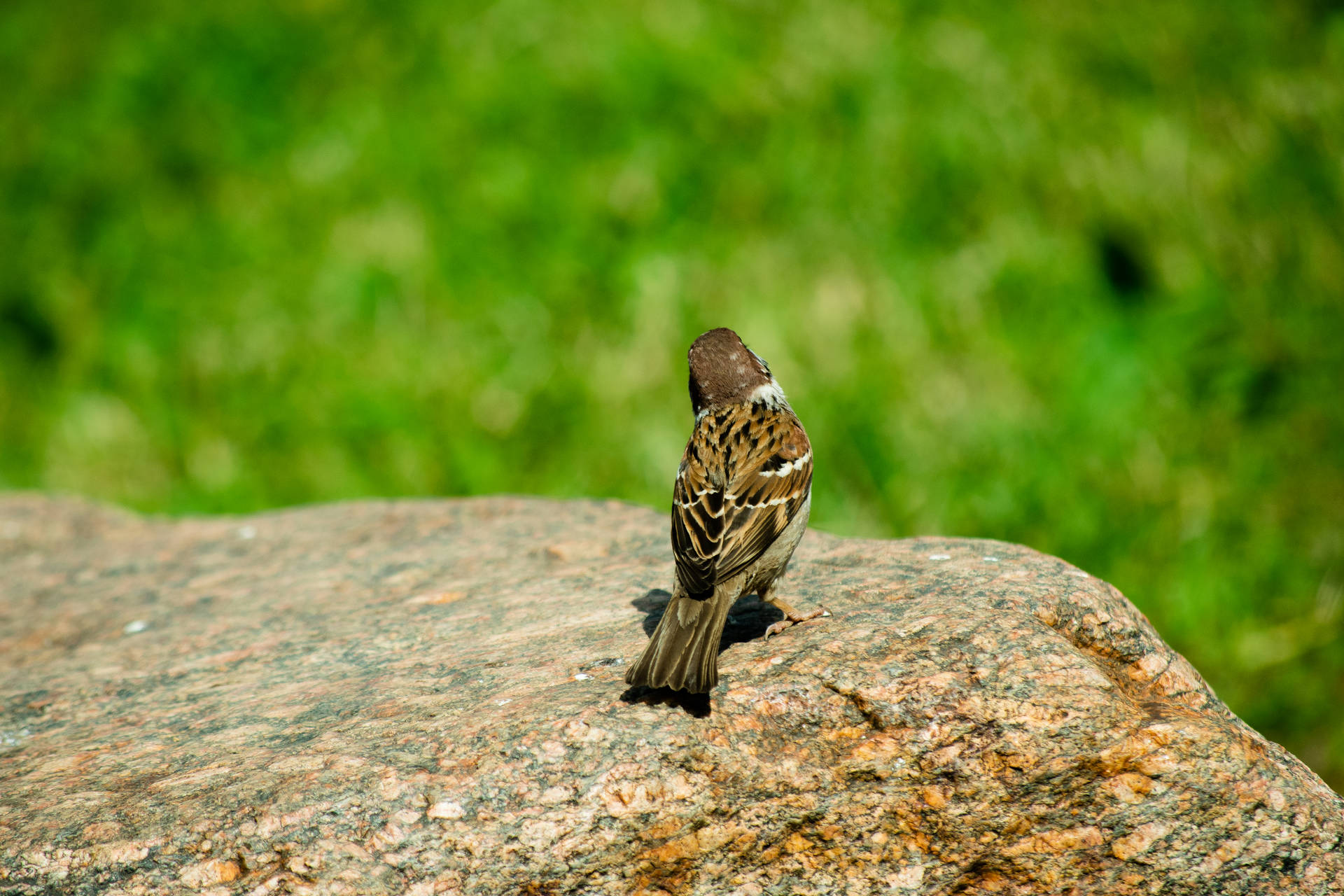 Tiny Brown Beautiful Birds Background