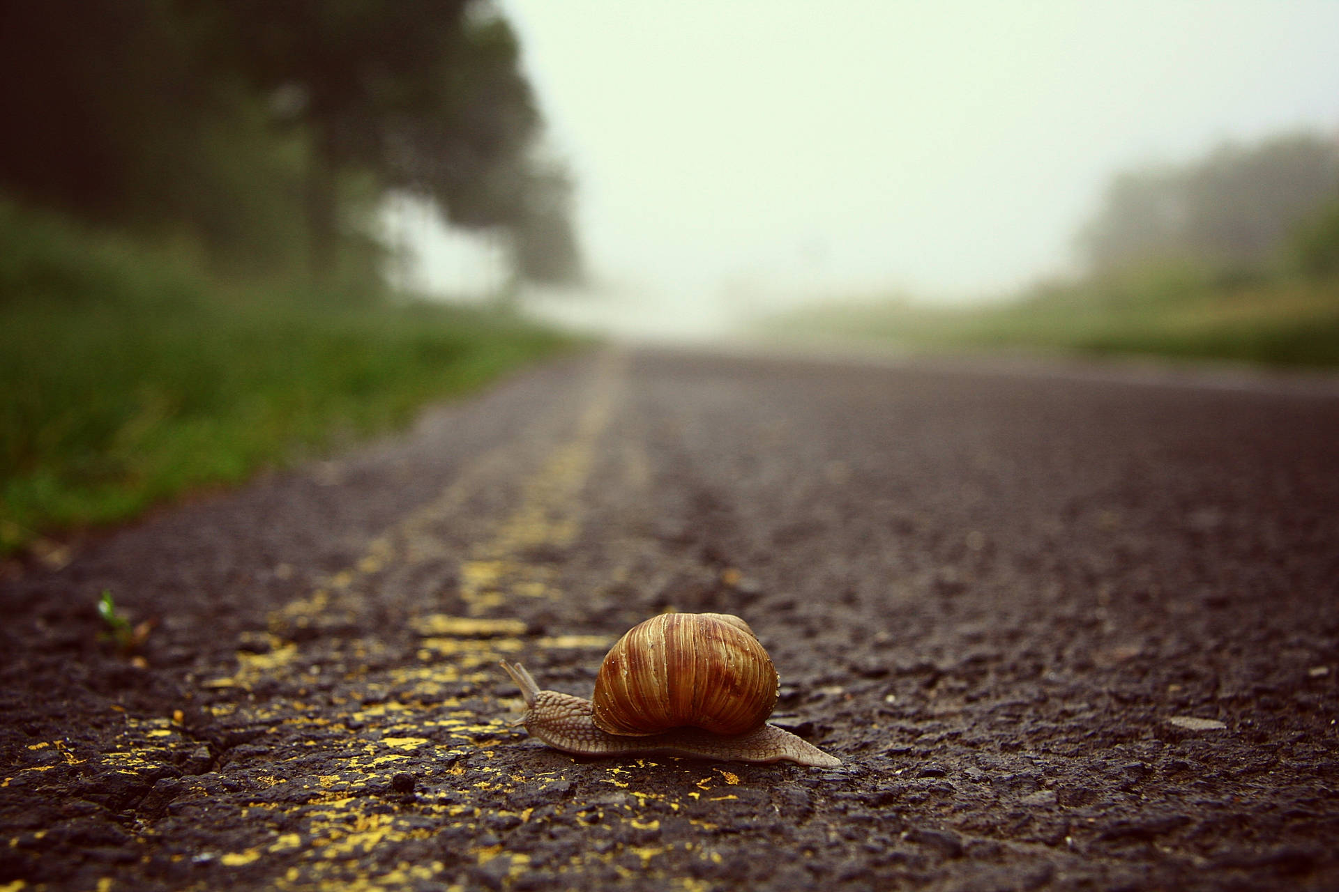 Tiny Brown-shelled Snail Background