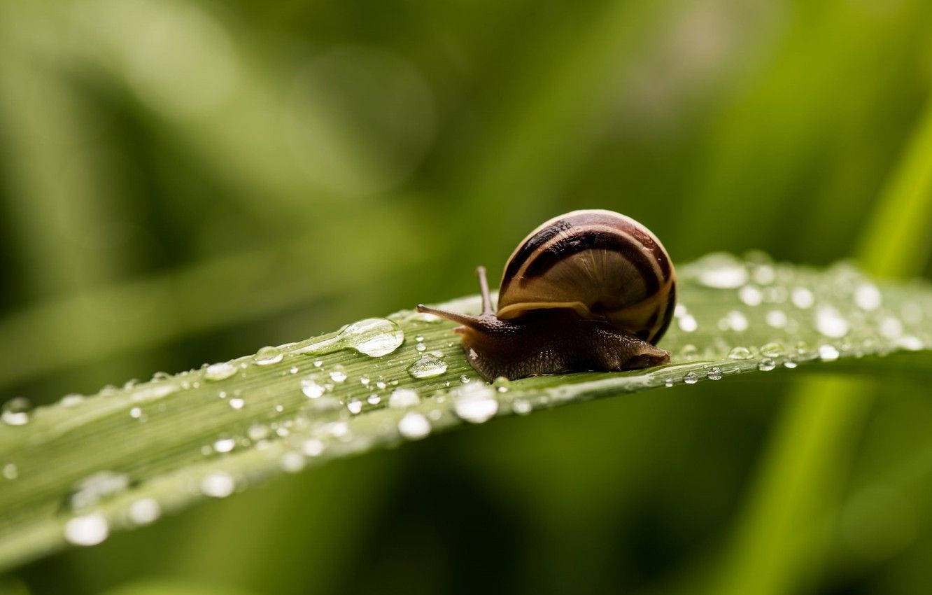 Tiny Brown Snails Background