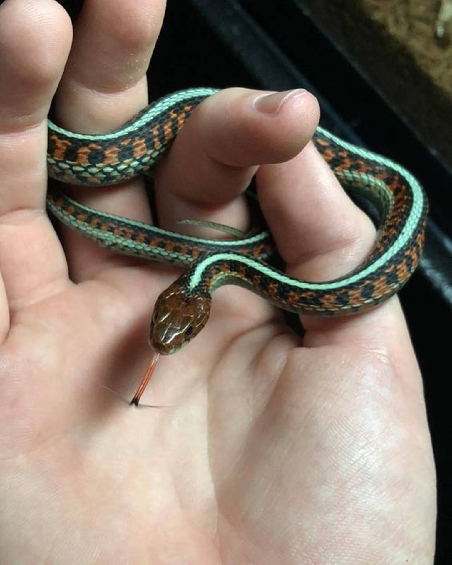 Tiny California Red-sided Garter Snake Background