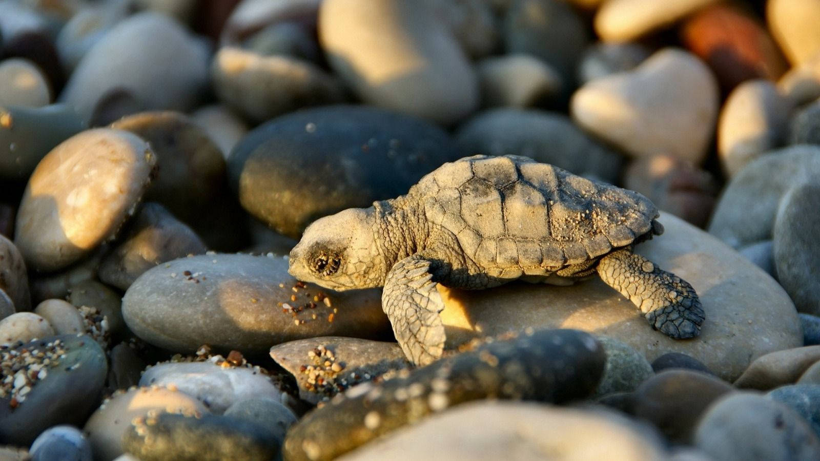 Tiny Cool Turtle On Rocky Shore Background