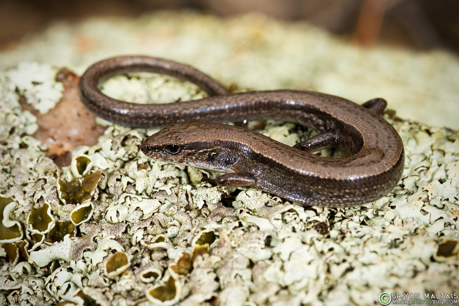 Tiny Copper Ground Skink Lizard