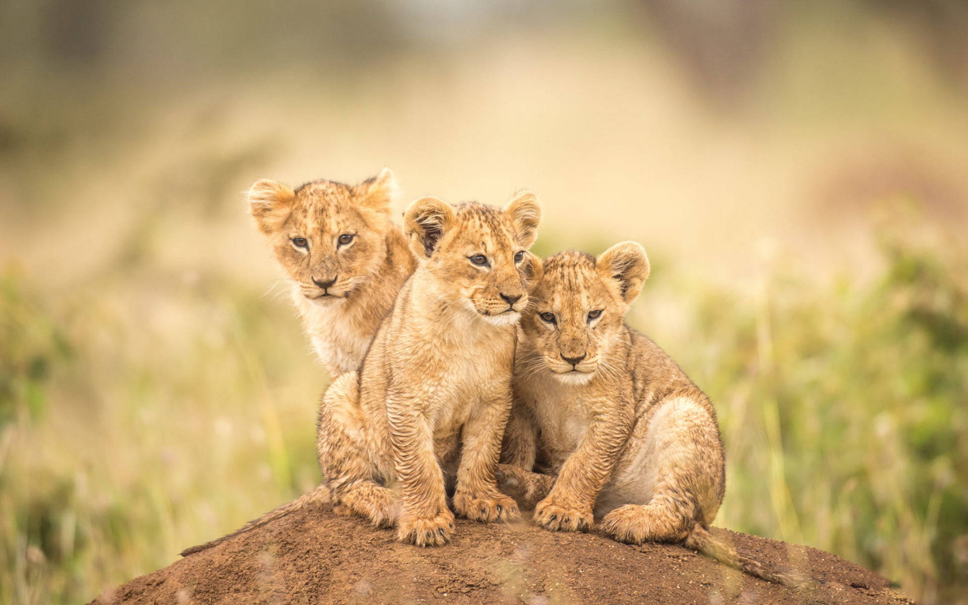 Tiny Cubs Lion Laptop Background