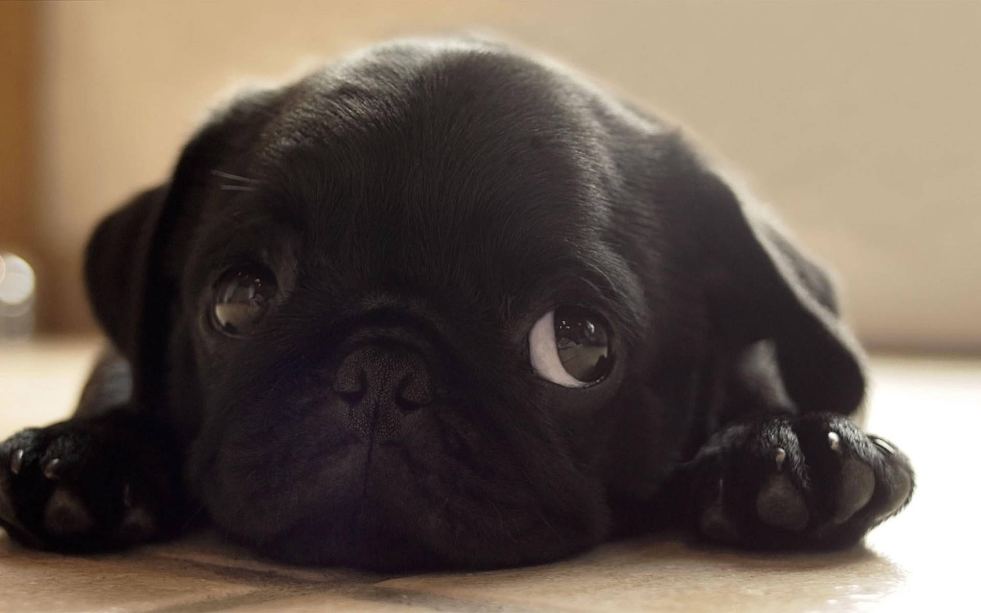 Tiny Cute Black Puppy Background