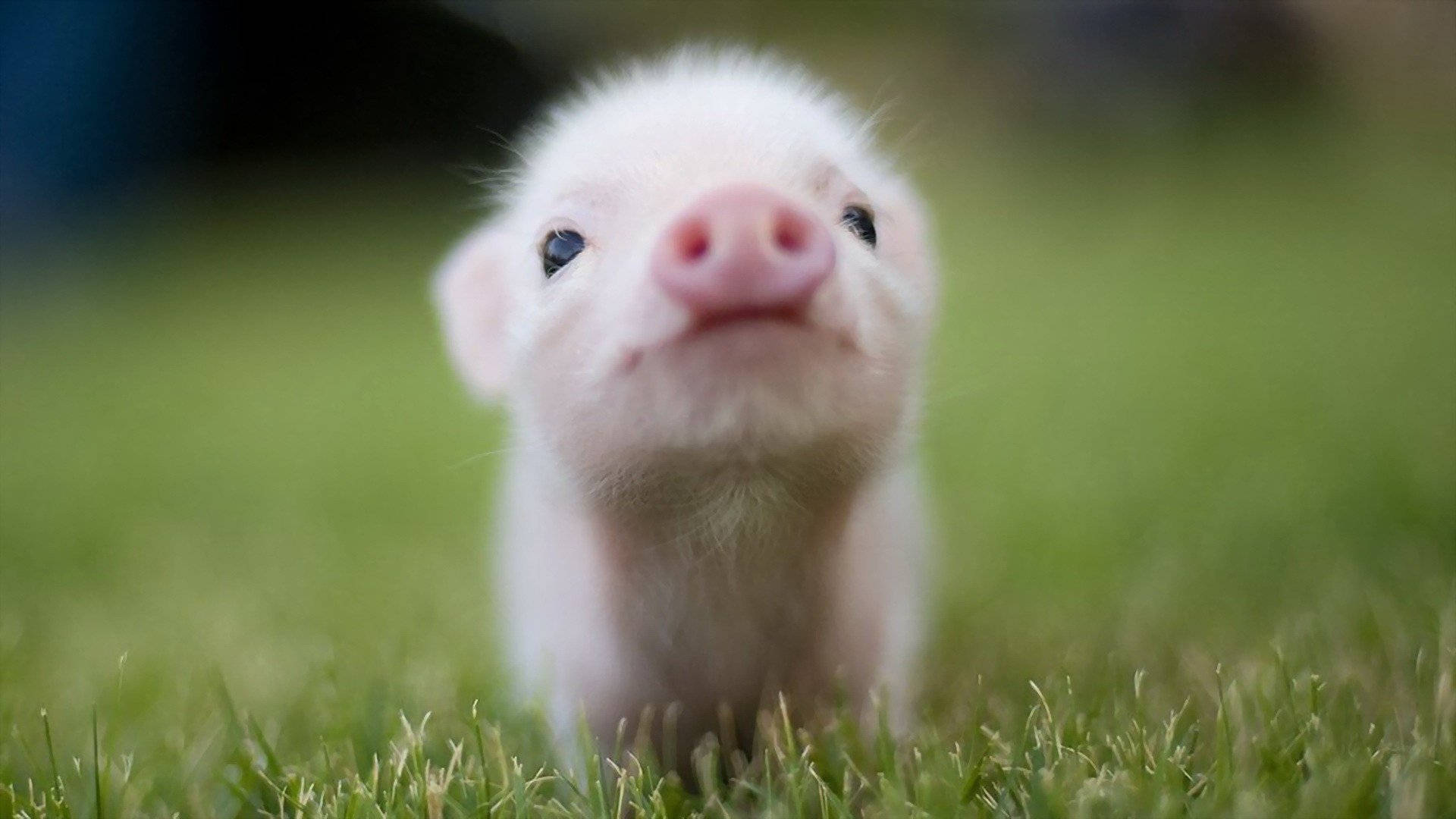 Tiny Cute Pig