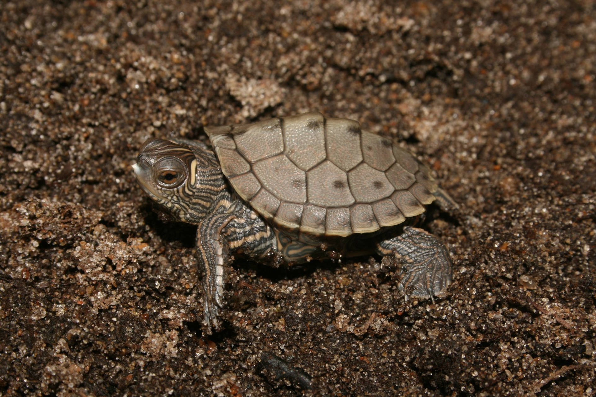 Tiny False Map Turtle Background