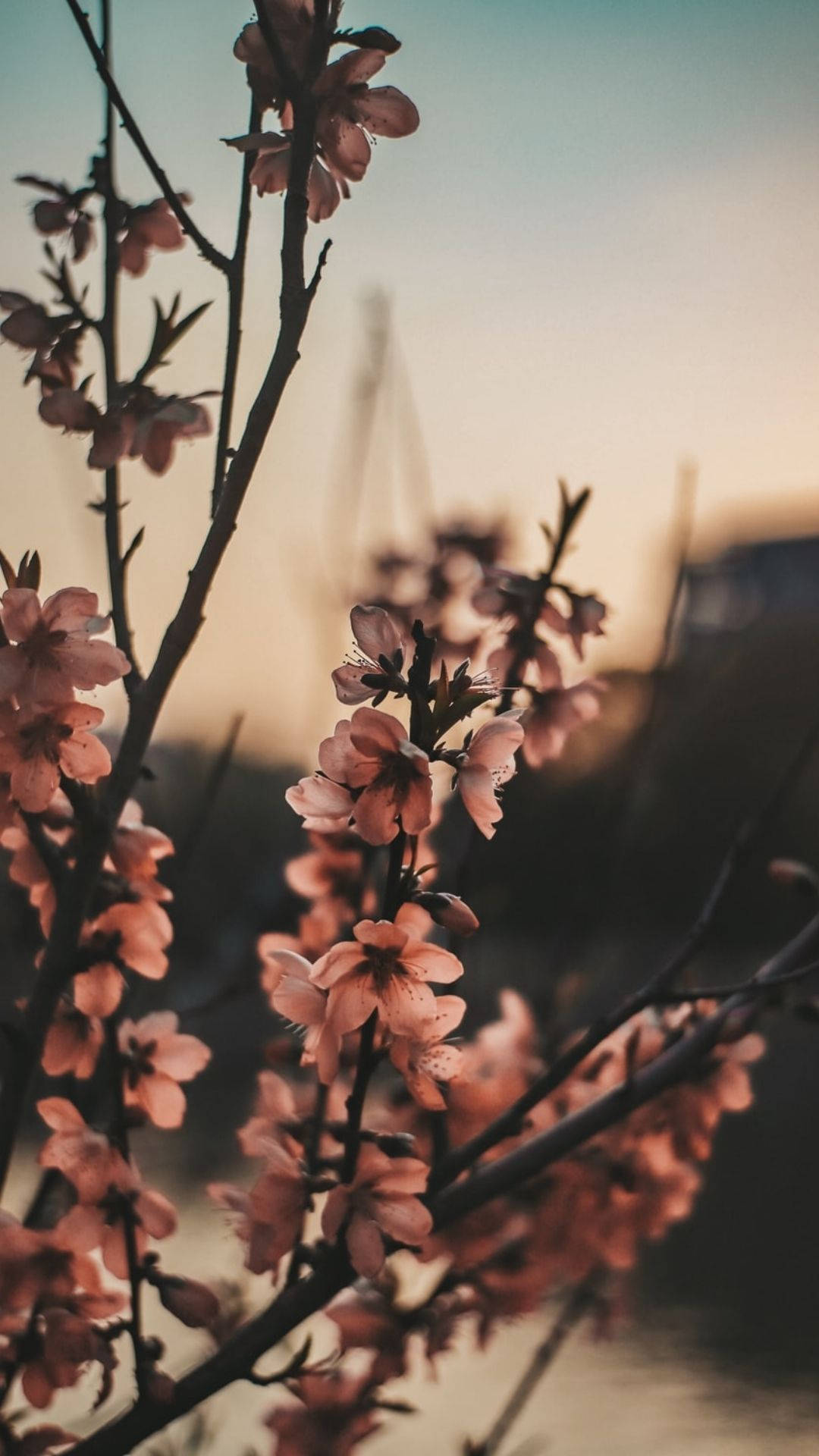 Tiny Flowers Sunset Aesthetic Background