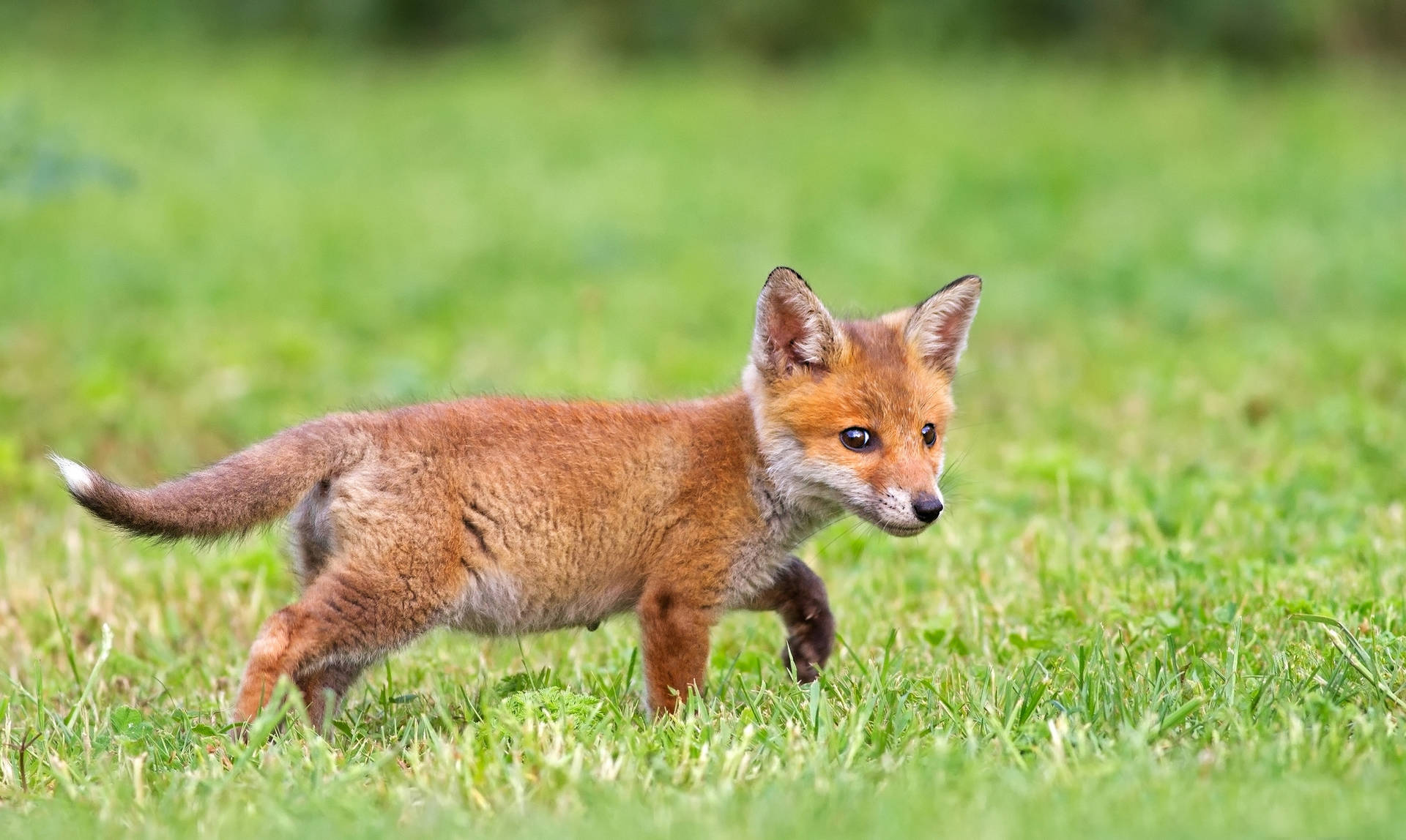 Tiny Fox Cub Background