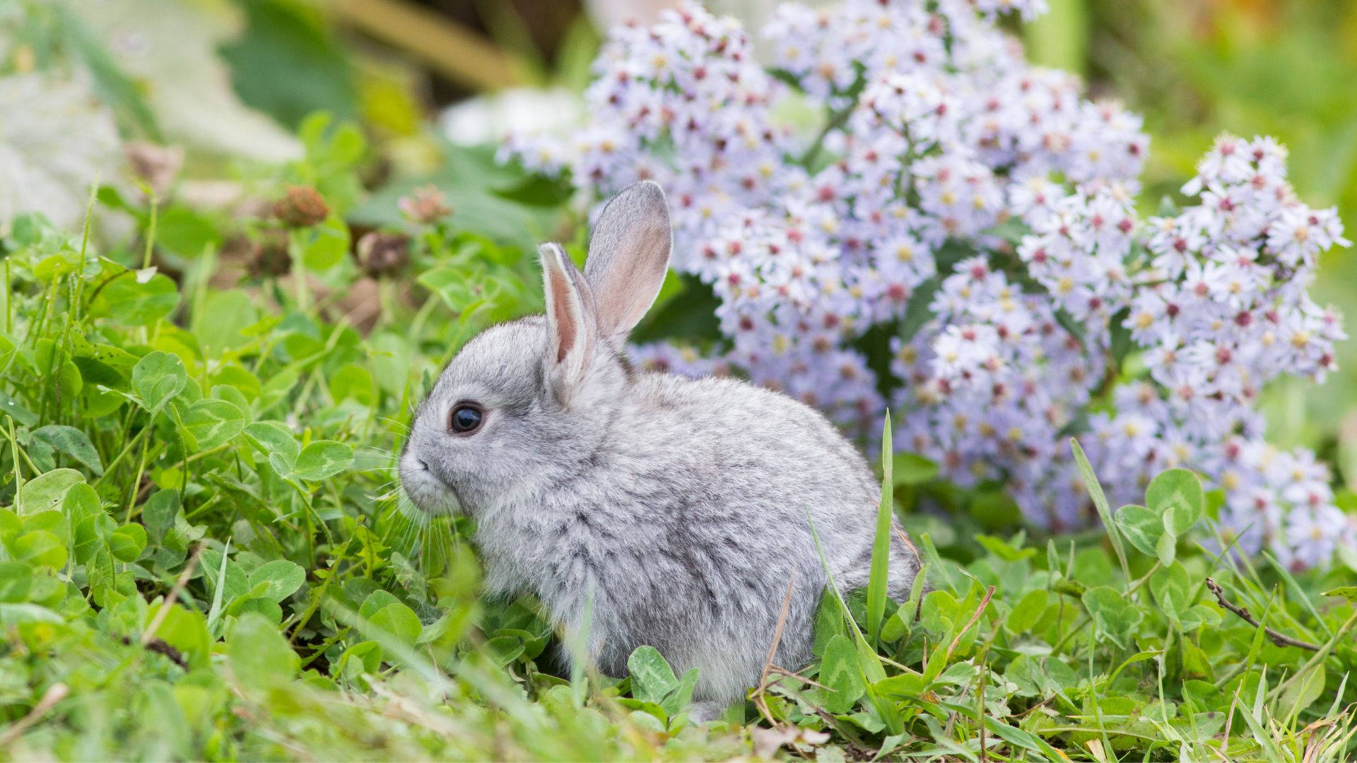 Tiny Gray Baby Bunny