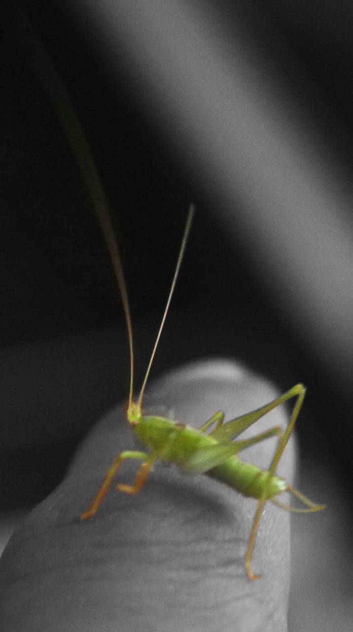 Tiny Green Grasshopper Background