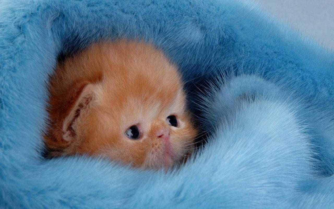 Tiny Kitten In Blue Blanket