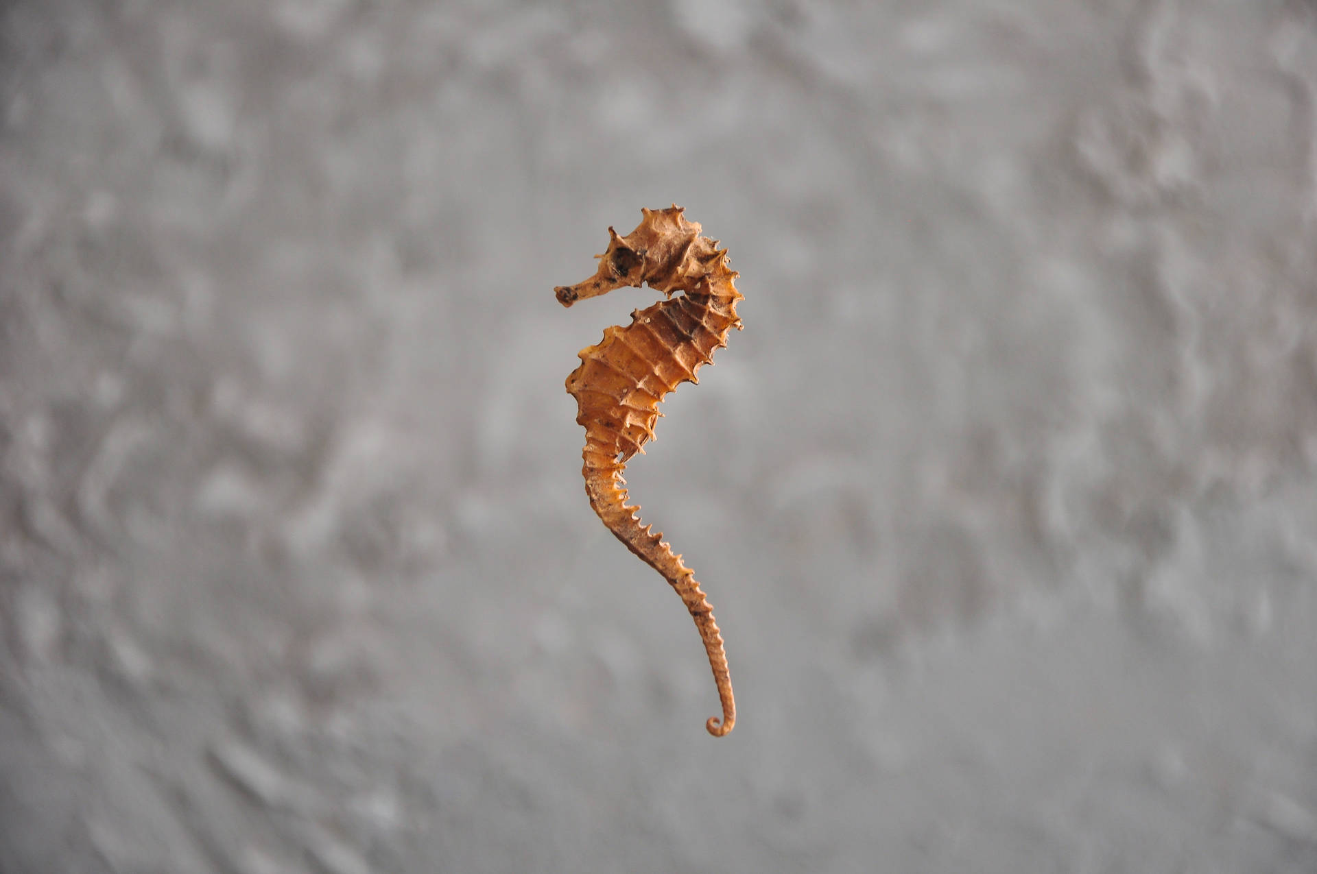 Tiny Orange Seahorse