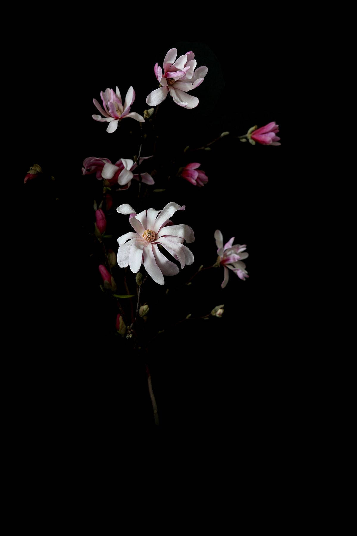 Tiny Pink And White Dark Hd Flowers Background