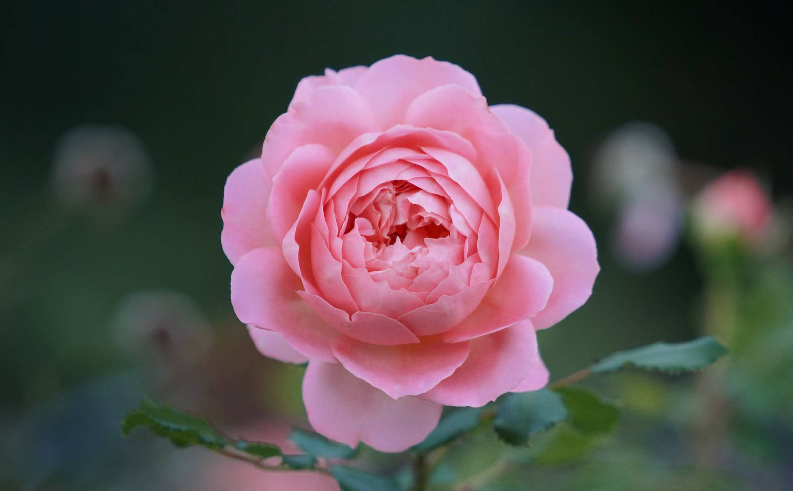 Tiny Pink Rose Hd Background