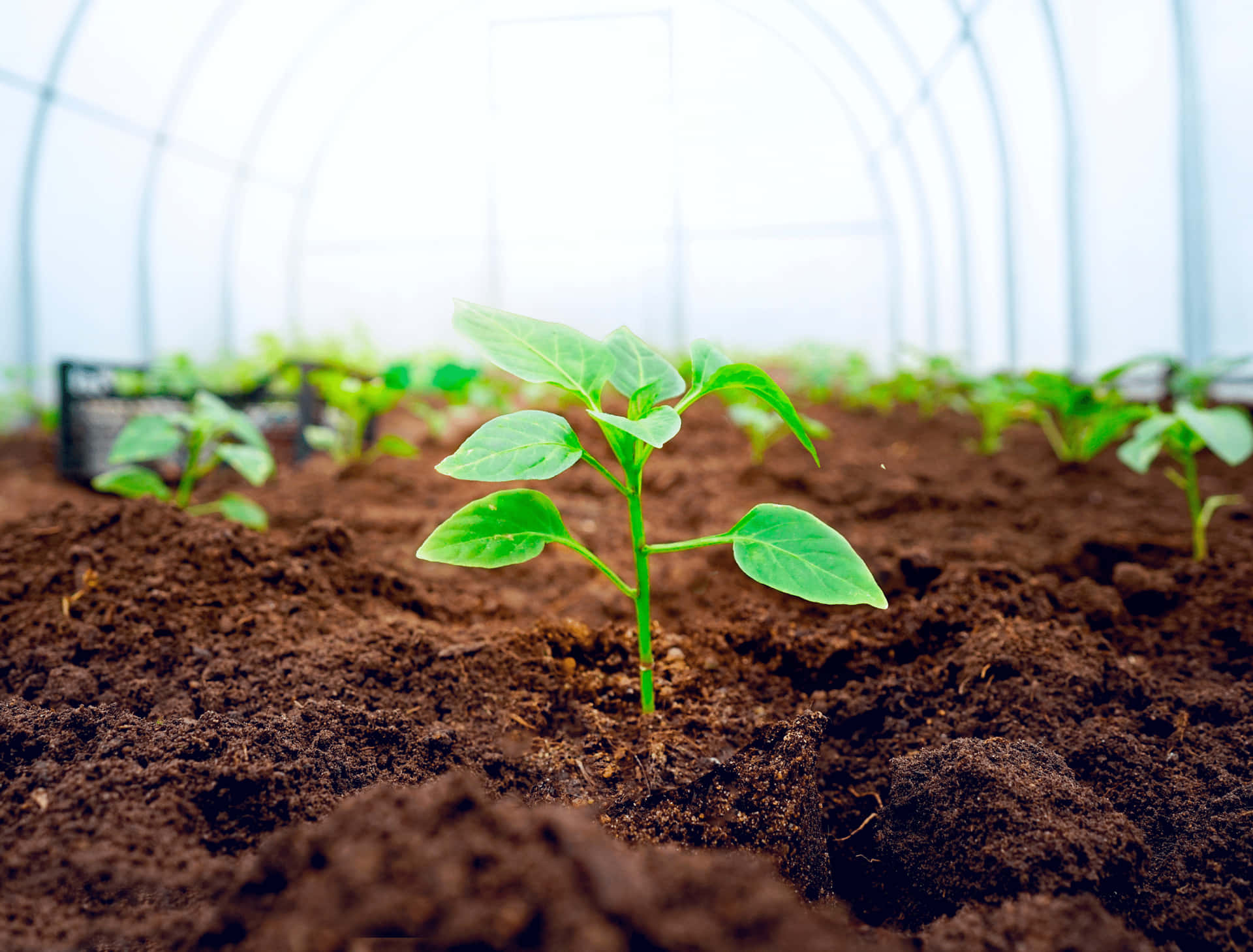 Tiny Plants Growing From Soil Background