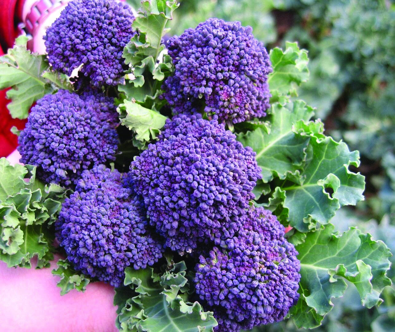 Tiny Purple Broccoli Garden Background