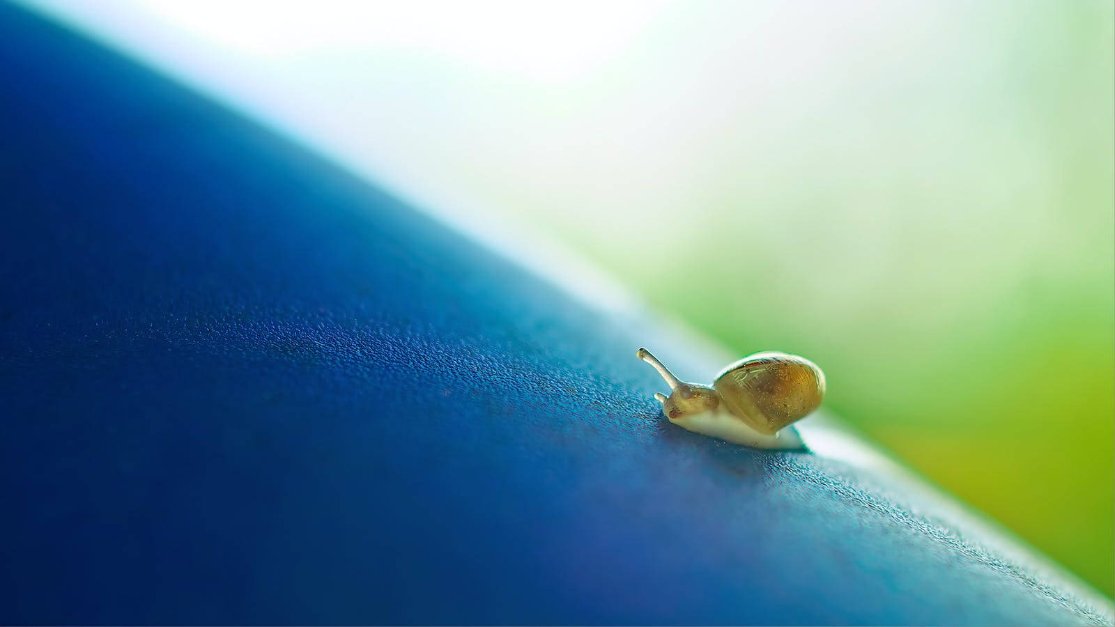 Tiny Snail Big World Background