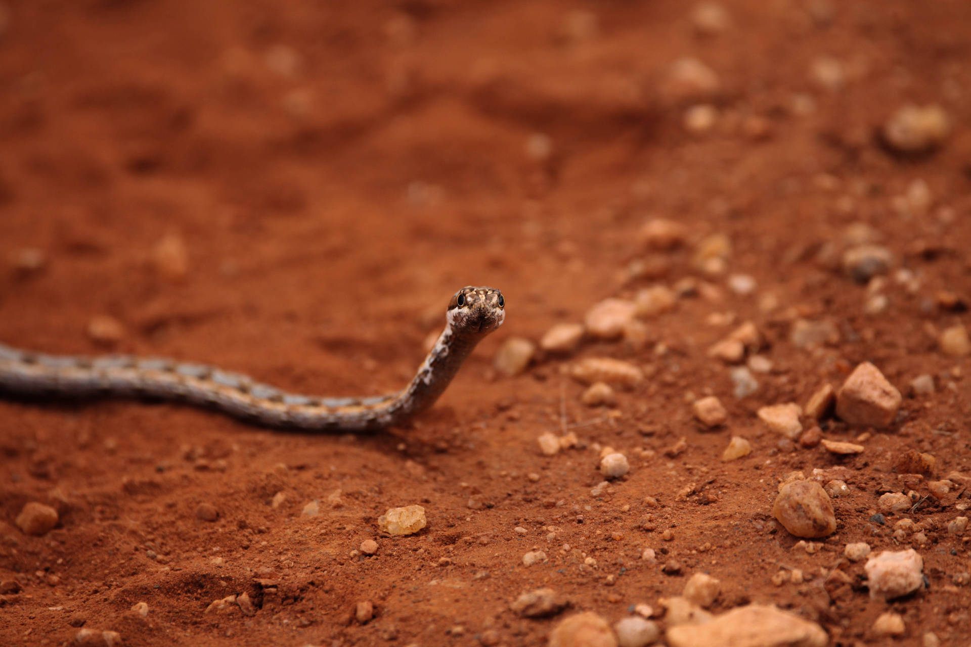 Tiny Snake Crawling Awesome Animal Background