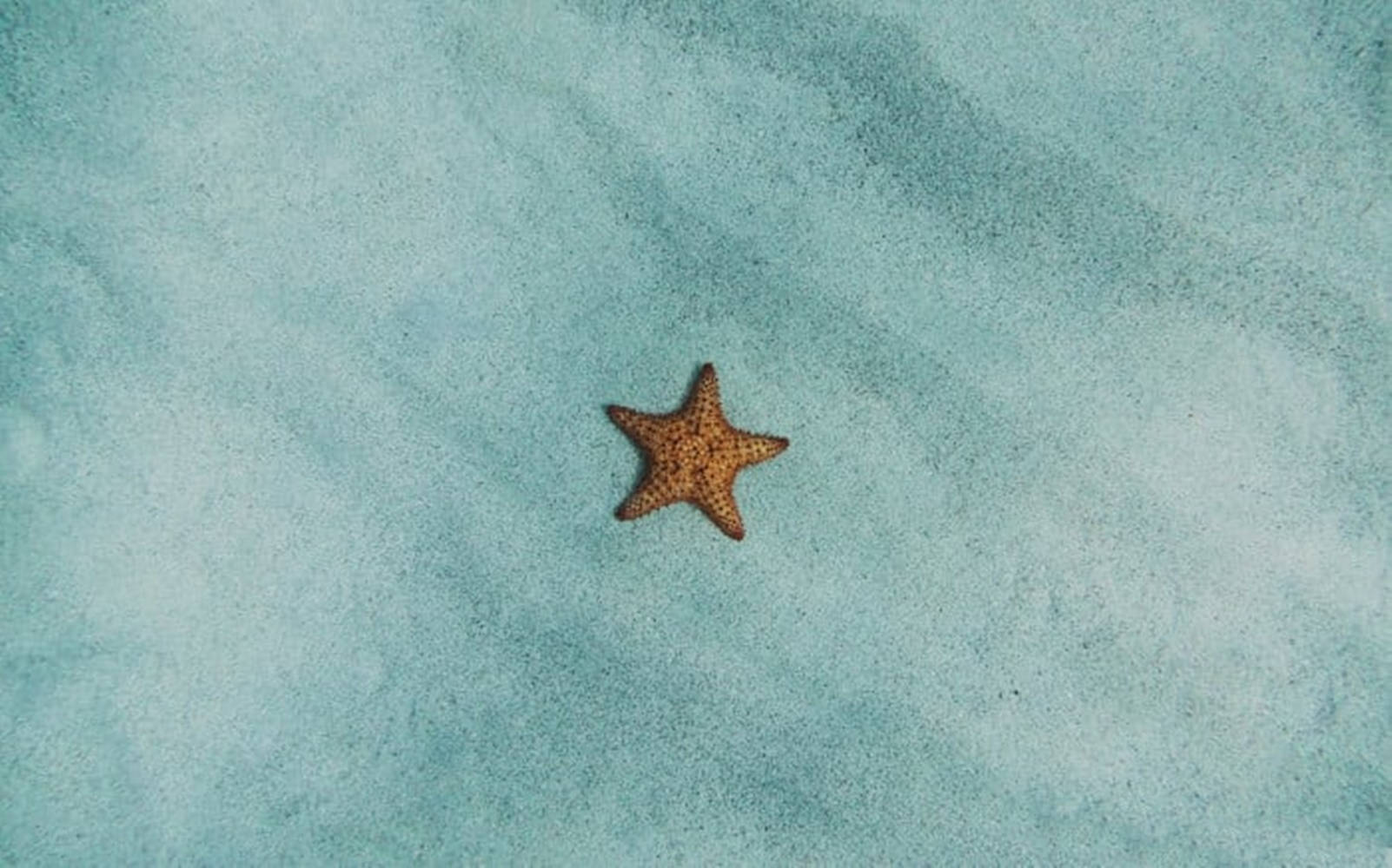 Tiny Starfish In The Sea Background