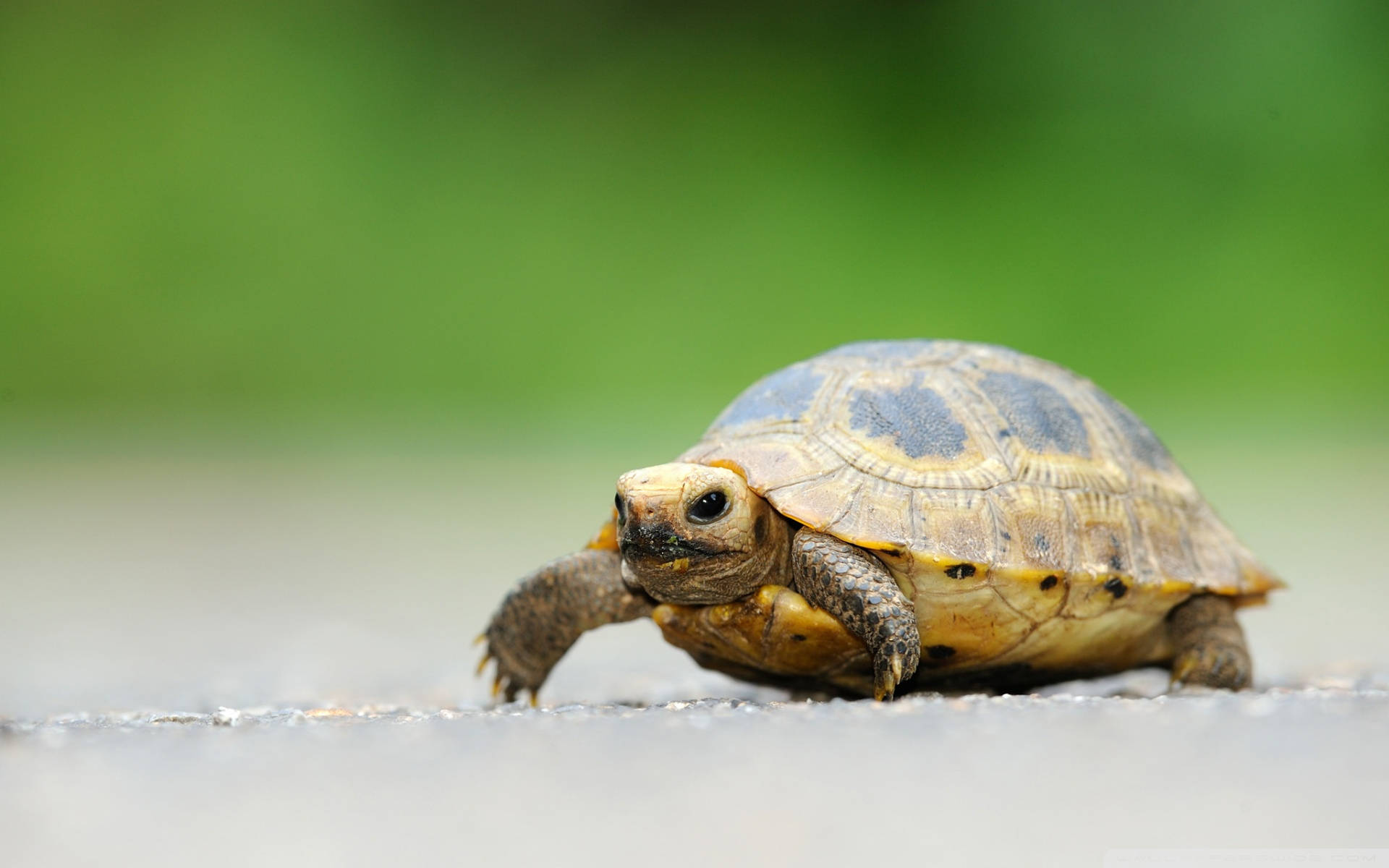 Tiny Tortoise Reptile Animal Background