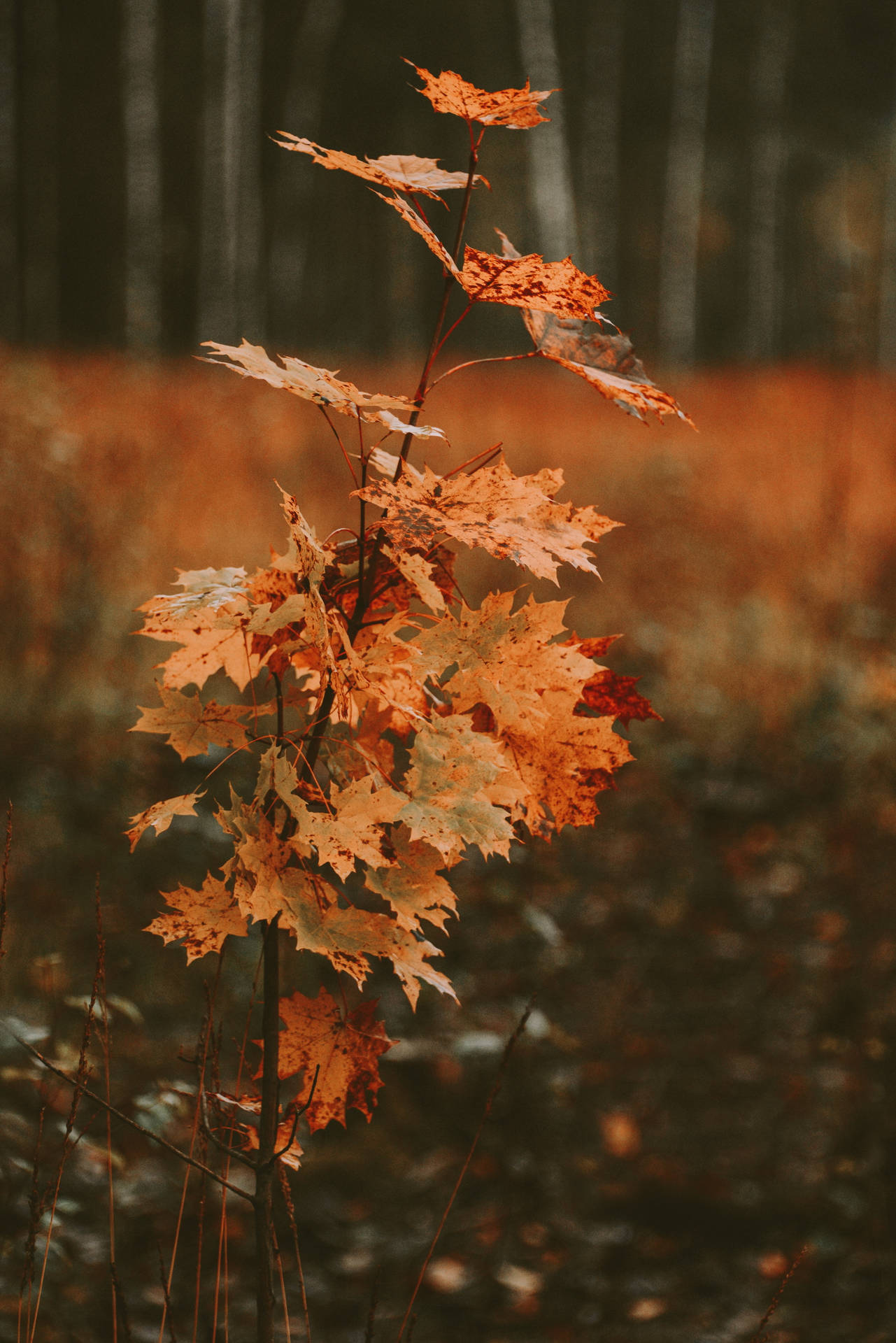 Tiny Tree Maples Leaves Background