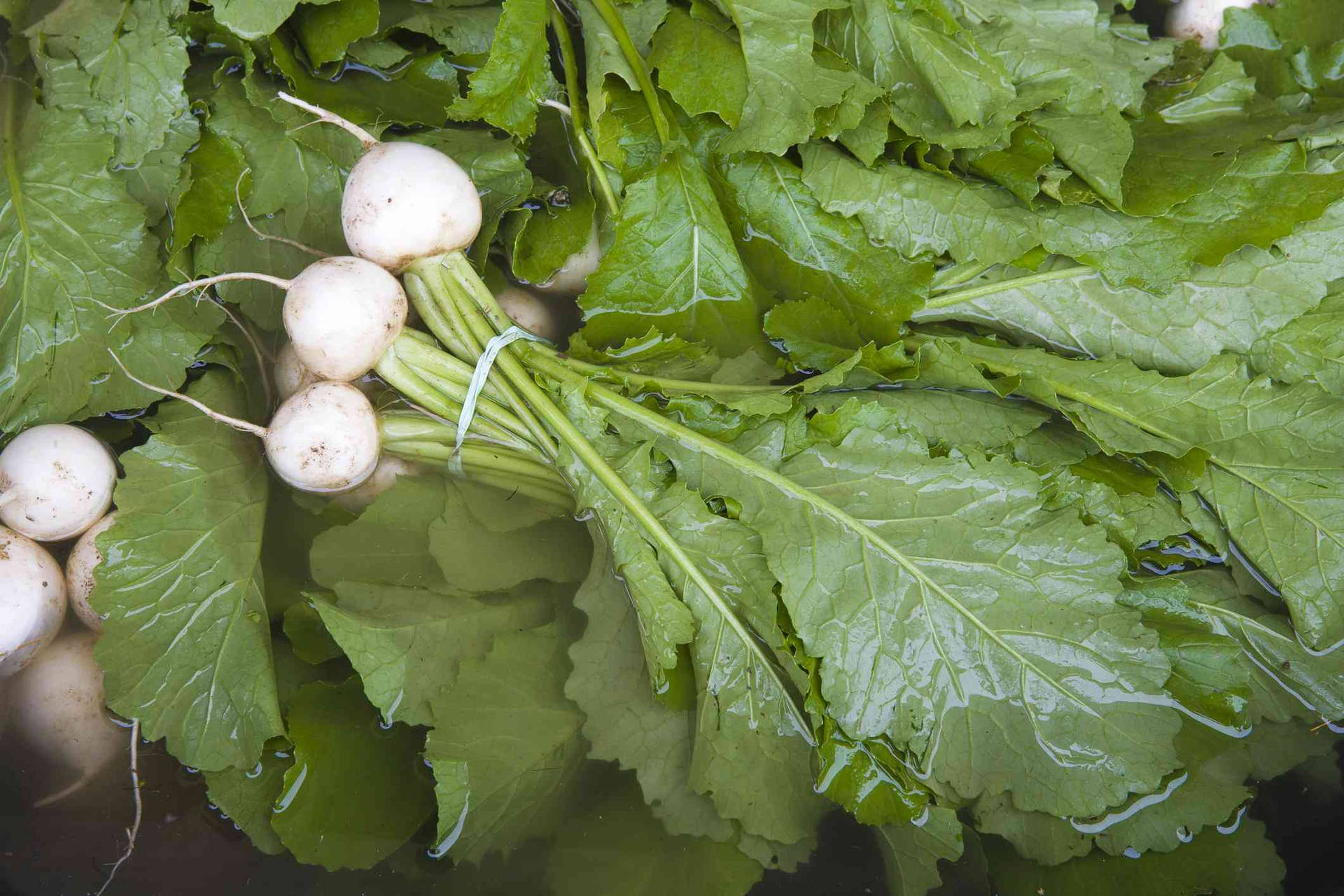 Tiny White Turnips In Water Background